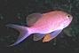   Anthias  